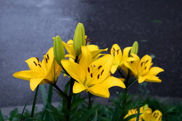 Precioso Exuberante Arbusto Lirios Amarillos Con Brotes Bajo Lluvia Contra —  Fotos de Stock