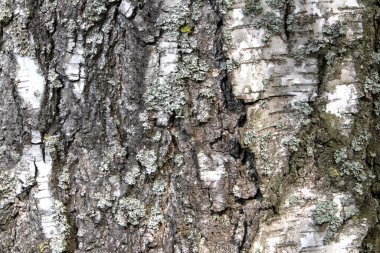 Doğal beyaz huş ağacı kabuğu dokusu veya arkaplan görünümünü kapat