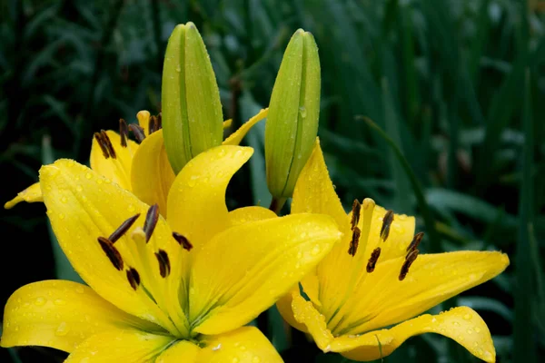 Precioso Arbusto Exuberante Lirios Amarillos Con Brotes Bajo Lluvia Contra —  Fotos de Stock