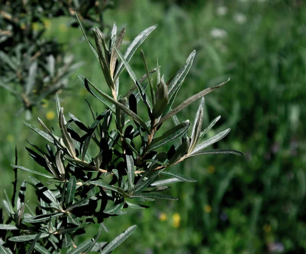 Sappige Tak Van Jonge Lente Struik Van Duindoorn Tegen Groen — Stockfoto