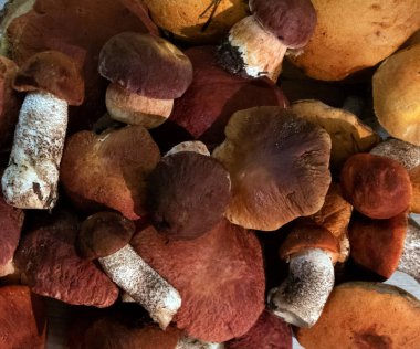 Bir yığın asil orman mantarı boletus ve kırmızı başlık boletus, üst manzara.