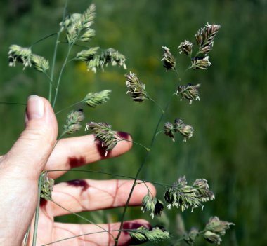 Uzun ömürlü çayırların kabarık çivileri. Fileum, sahte çim ve insan eli onu tutuyor.