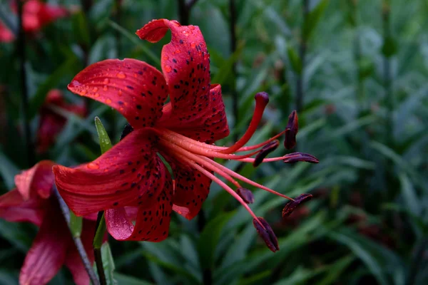 Hermosa Flor Hermosa Lirio Rojo Con Manchas Negras Estambres Largos —  Fotos de Stock