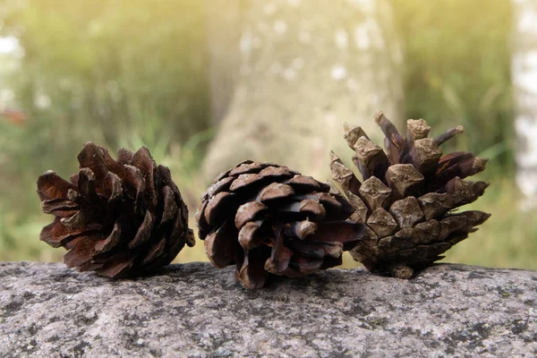 Three Fallen Opened Ripe Pine Cones Lying Granite Boulder Blurred — Stock Photo, Image