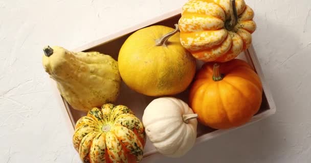 Différentes citrouilles posées en boîte — Video