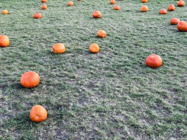 Abóboras de laranja frescas em um campo de fazenda — Fotografia de Stock