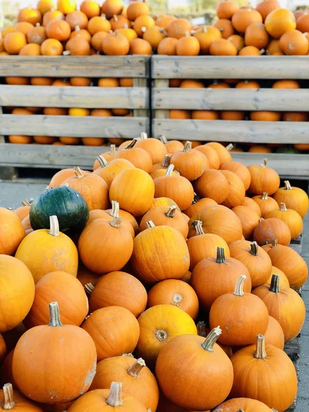 Diferentes formas de otoño y tipos de calabazas en la granja —  Fotos de Stock