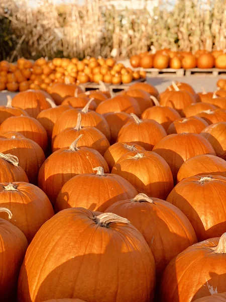 Montón de calabazas —  Fotos de Stock