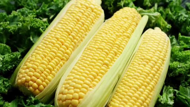 Corn öron i grönt — Stockvideo