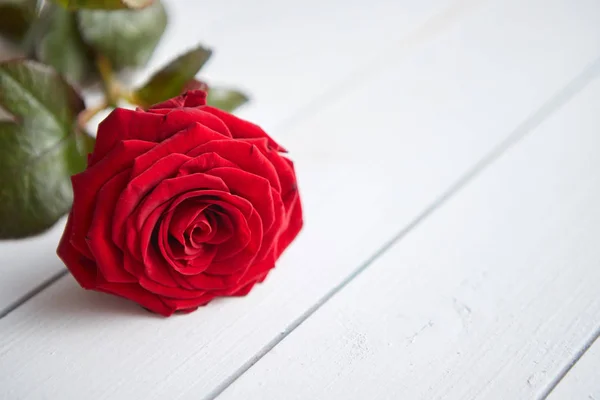 Свіжа червона квітка троянди на білому дерев'яному столі — стокове фото