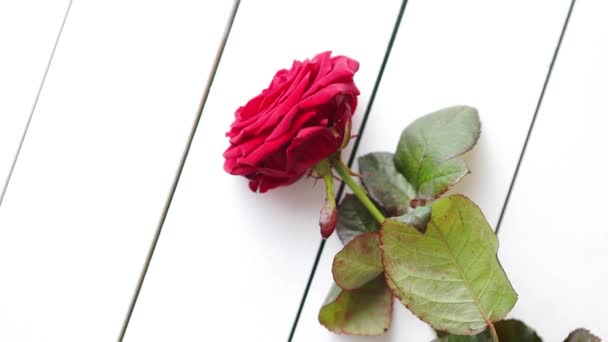 Rosa roja fresca en la mesa de madera blanca — Vídeos de Stock