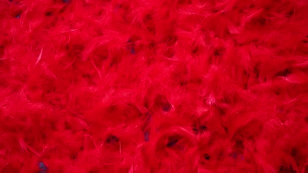 Background of beautiful red feathers. Top view — Stock Video