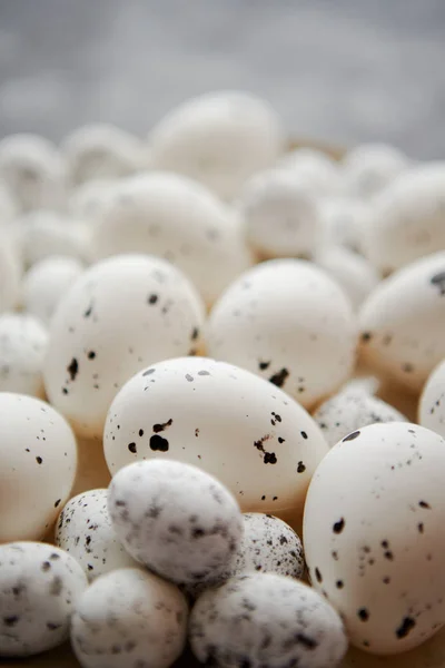 Közelről összetétele, a fehér hagyományos csirke és a fürj, a fekete pöttyös húsvéti tojás — Stock Fotó