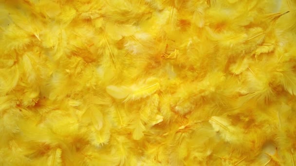 Fondo plumas amarillas. Puesta plana . — Vídeo de stock