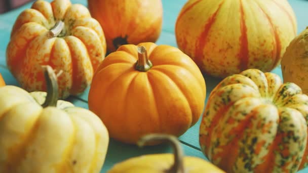 Calabazas colocadas en fila sobre la mesa — Vídeos de Stock