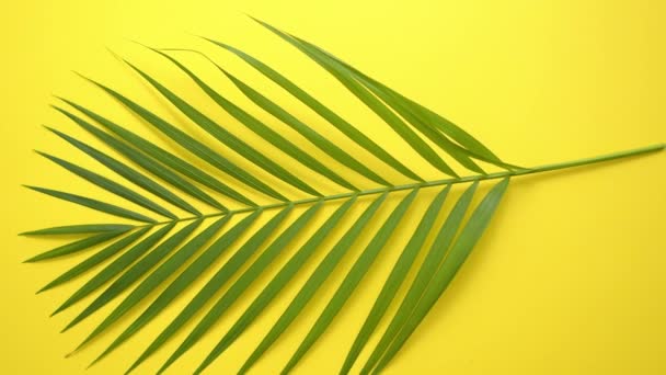 Grünes, frisches tropisches Palmenblatt auf gelbem Hintergrund. Minimaler Natur. Sommer-Stil. — Stockvideo
