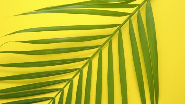 Gröna färska tropiska palmblad placeras på gul bakgrund. Minimal natur. Sommarstil. — Stockvideo