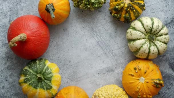 Desde arriba vista de varios tipos lindas mini calabazas colocadas en círculo con espacio con espacio de copia — Vídeos de Stock