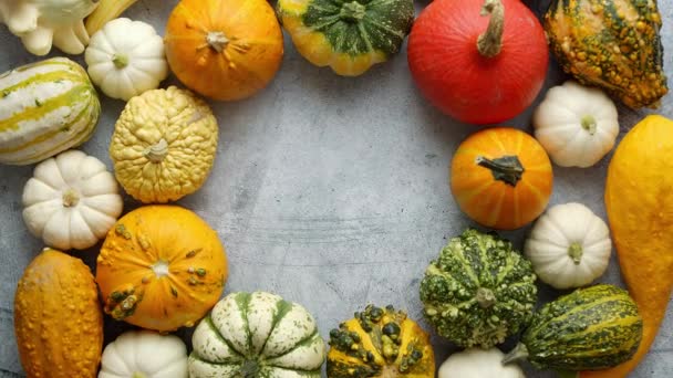 From above view of various kinds cute mini pumpkins placed in circle with space with copy space — Stock Video