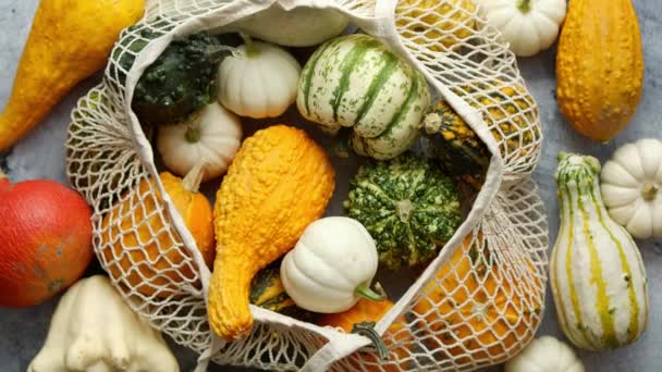Various colorful mini pumpkins in string shopping bag. Halloween or Thanksgiving day — Stock Video