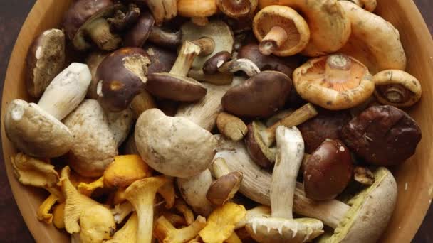 Feche em floresta crua e fresca vários cogumelos em boliche. Alimentos orgânicos vegetarianos saudáveis. — Vídeo de Stock
