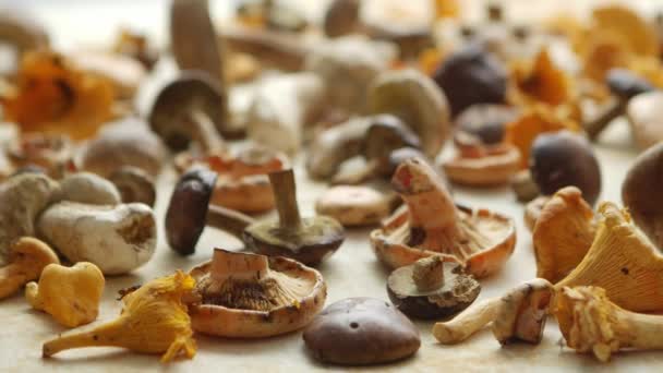Autunno composizione autunno. Vari tipi di funghi crudi della foresta su tavolo rustico — Video Stock