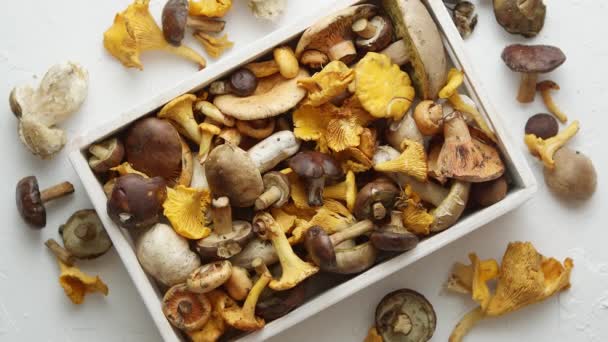 Variété de champignons forestiers frais et crus emballés dans une boîte en bois. Vue du dessus — Video