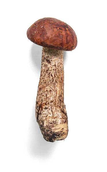 Edible forest mushroom orange-cap boletus on white background with shadow — Stock Image Edible Forest Mushroom Orange Cap Boletus White Background Shadow Stock Photo