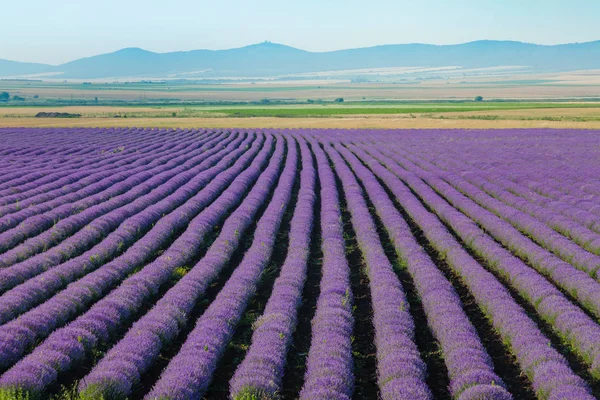 Lavanda Flor Florescendo Campos Perfumados Linhas Intermináveis — Fotografia de Stock