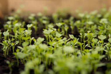 bir sera içinde büyüyen küçük yeşil fidan yakın çekim