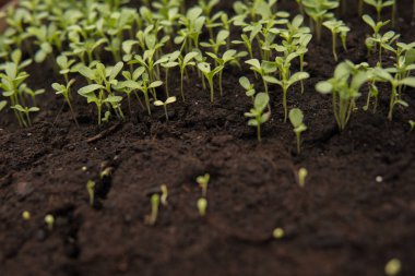 bir sera içinde siyah topraktan büyüyen küçük yeşil fidan yakın çekim 