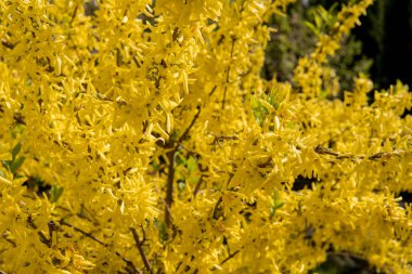 sarı hor çiçeği bir sürü sırasında bahar yapraklar