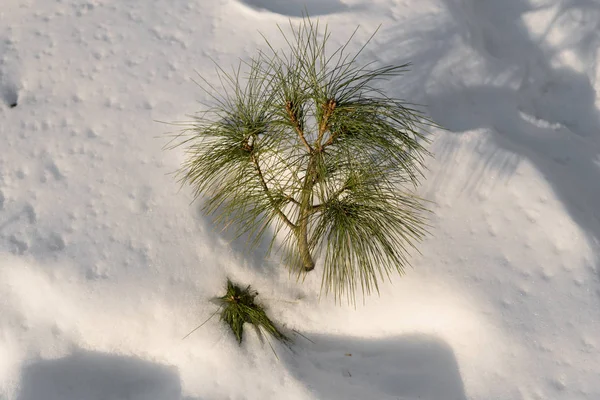Small Pine Growing Snow Winter Time — Stock Photo, Image