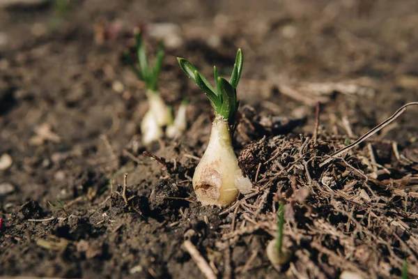 早いばねの間に地面から成長している小さな苗のクローズ アップ — ストック写真