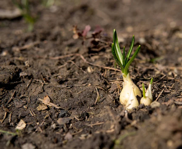 Gros Plan Petits Semis Poussant Sol Début Printemps — Photo