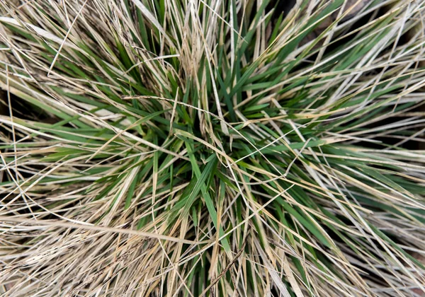 Close Van Bladeren Van Gras Tijdens Droogte — Stockfoto