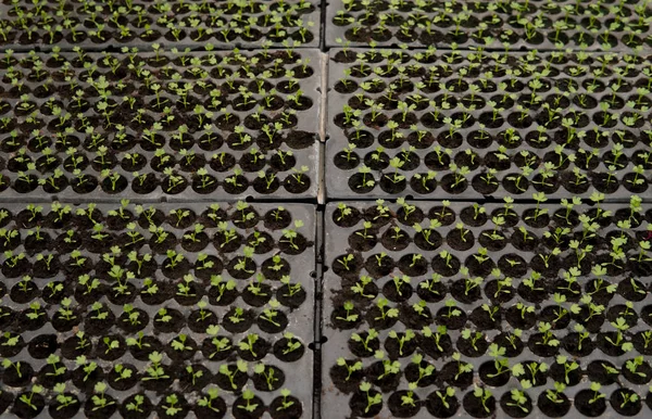 Perto Pequenas Mudas Verdes Que Crescem Dentro Uma Estufa — Fotografia de Stock