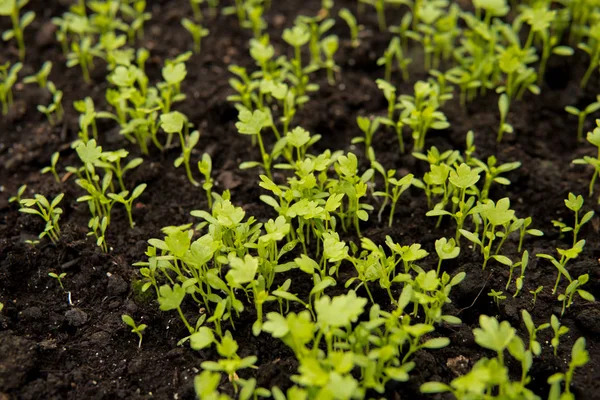 Close Small Green Seedlings Growing Greenhouse — Stock Photo, Image