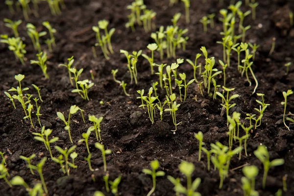 Close Van Kleine Groene Zaailingen Groeien Binnenkant Van Een Serre — Stockfoto