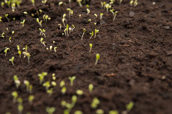 Close Van Kleine Groene Zaailingen Groeien Uit Zwarte Bodem Binnenkant — Stockfoto