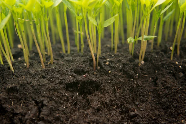 Perto Pequenas Mudas Verdes Que Crescem Dentro Uma Estufa — Fotografia de Stock