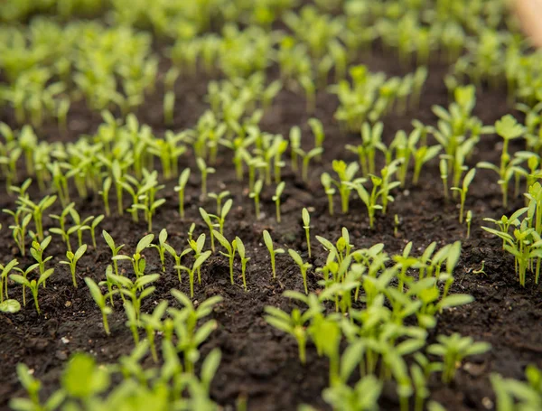 温室内部で成長し小さな緑の苗のクローズ アップ — ストック写真