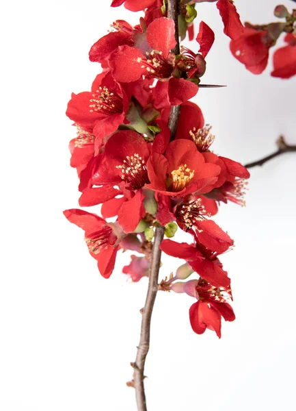 Rote Blüten Der Quitte Isoliert Über Weißem Hintergrund — Stockfoto