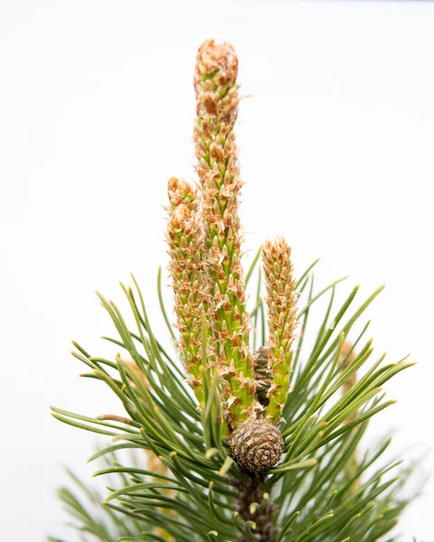 Detail Van Dennennaalden Groene Boom Geïsoleerd Witte Achtergrond — Stockfoto