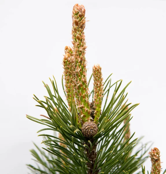 Detail Van Dennennaalden Groene Boom Geïsoleerd Witte Achtergrond — Stockfoto