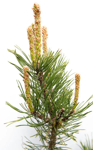 Detail Van Dennennaalden Groene Boom Geïsoleerd Witte Achtergrond — Stockfoto