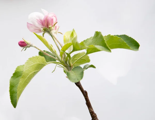 Fiori Malus Albero Isolato Sfondo Bianco — Foto Stock