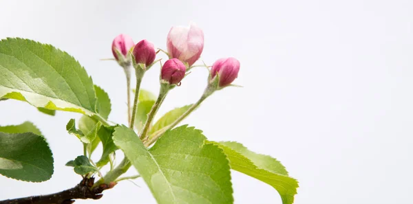 白い背景に分離されたマルスの木の花 — ストック写真