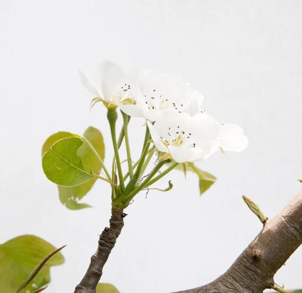 白で分離された枝の梨の花 — ストック写真