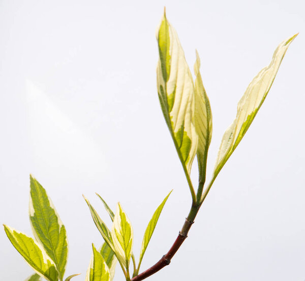 green leafs isolated over white background